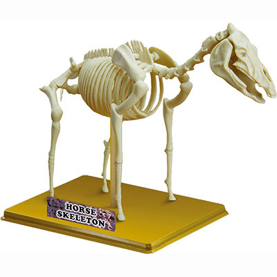Скелет ЛОШАДИ Eastcolight
