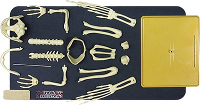 Скелет ЛЯГУШКИ Eastcolight