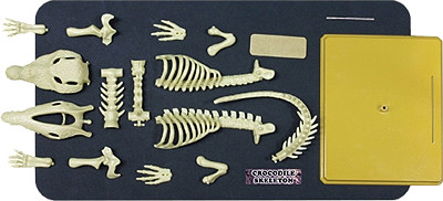 Скелет КРОКОДИЛА Eastcolight