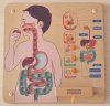 Панель настенная Пищеварительная система Masterkids