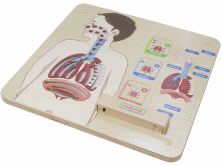 Панель настенная Дыхательная система Masterkids