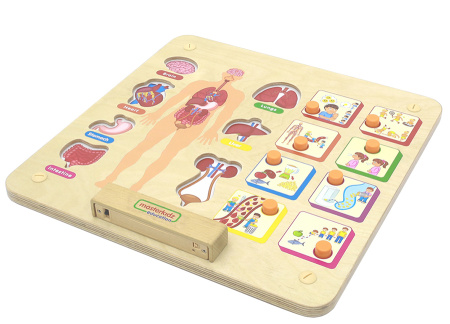 Панель настенная Системы человеческого тела Masterkids