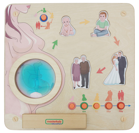 Панель настенная Жизненный цикл человека Masterkids