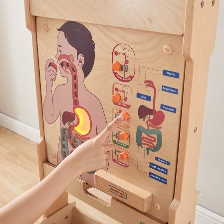 Панель настенная Пищеварительная система Masterkids