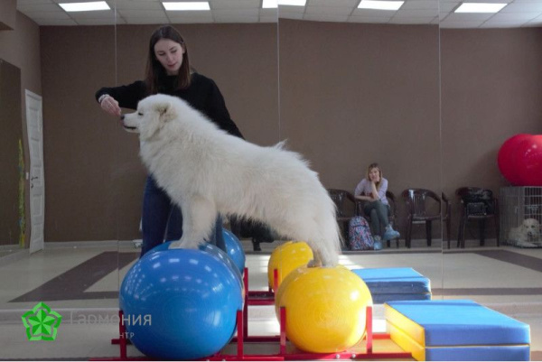 Мяч для фитнеса физиоролл PHYSIO ROLL PLUS диаметр 70 см длина 115 см синий Ledraplastic