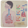 Панель настенная Дыхательная система Masterkids