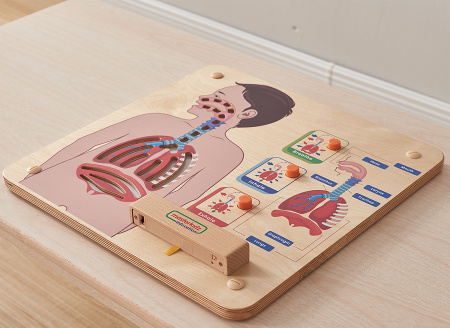 Панель настенная Дыхательная система Masterkids