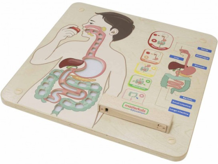 Панель настенная Пищеварительная система Masterkids