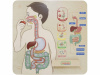 Панель настенная Пищеварительная система Masterkids