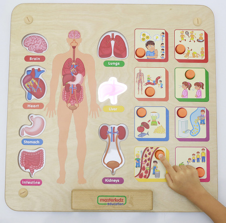 Панель настенная Системы человеческого тела Masterkids