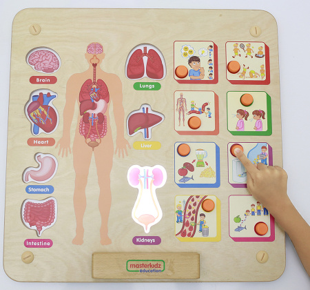 Панель настенная Системы человеческого тела Masterkids